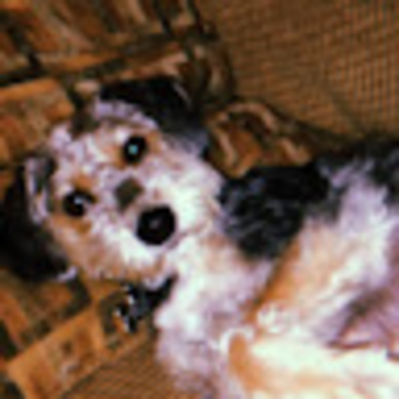 Meet your Posher, Mia - Picture 1 of 1